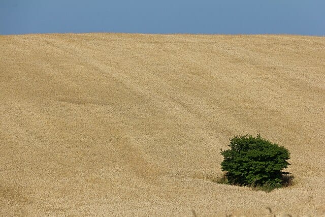 Le esportazioni ucraine di grano frenano: a marzo attese appena 600 mila tonnellate