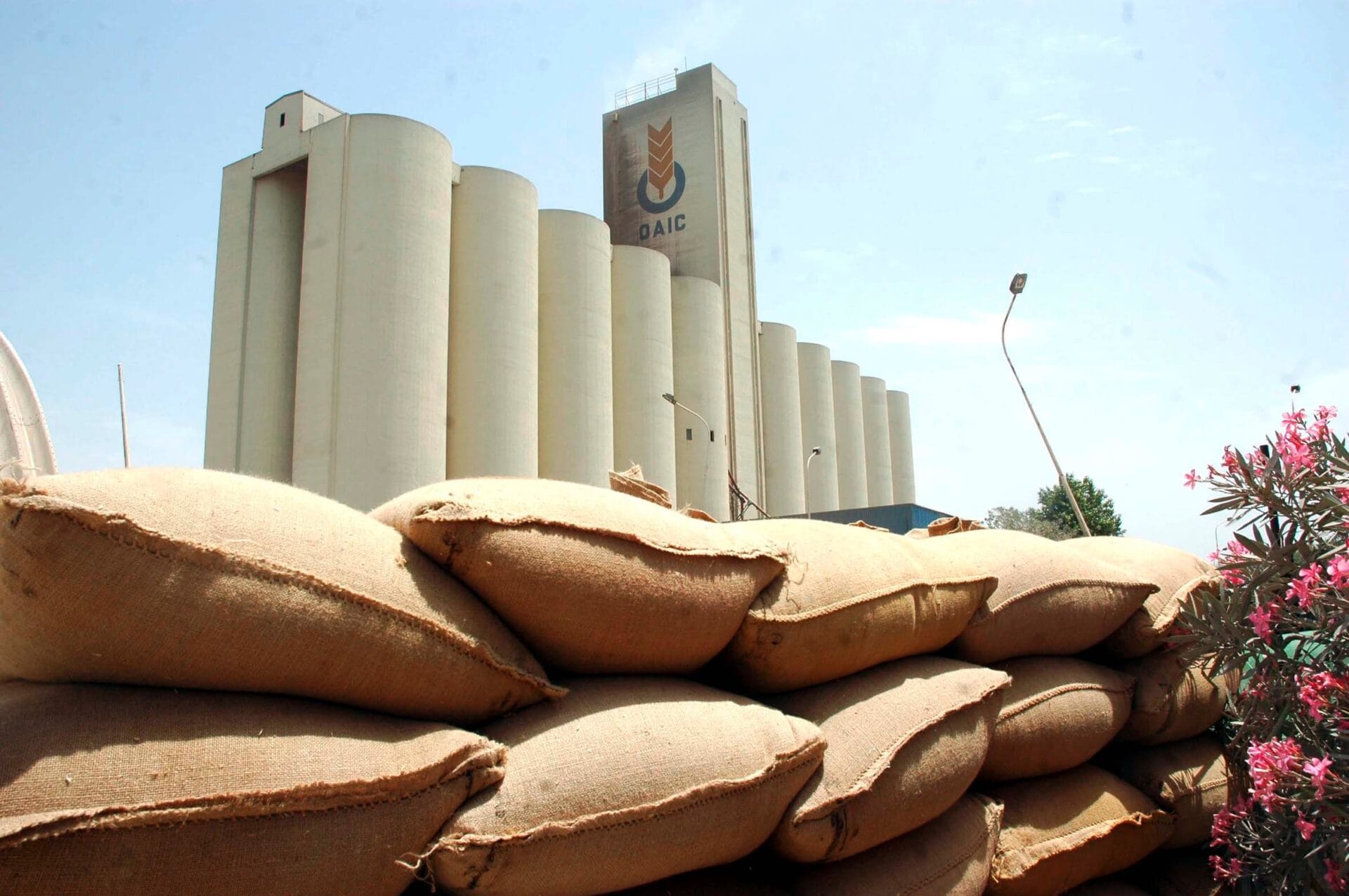 Algeria acquista 200.000 tonnellate di grano tenero: prezzi alti, origine Mar Nero