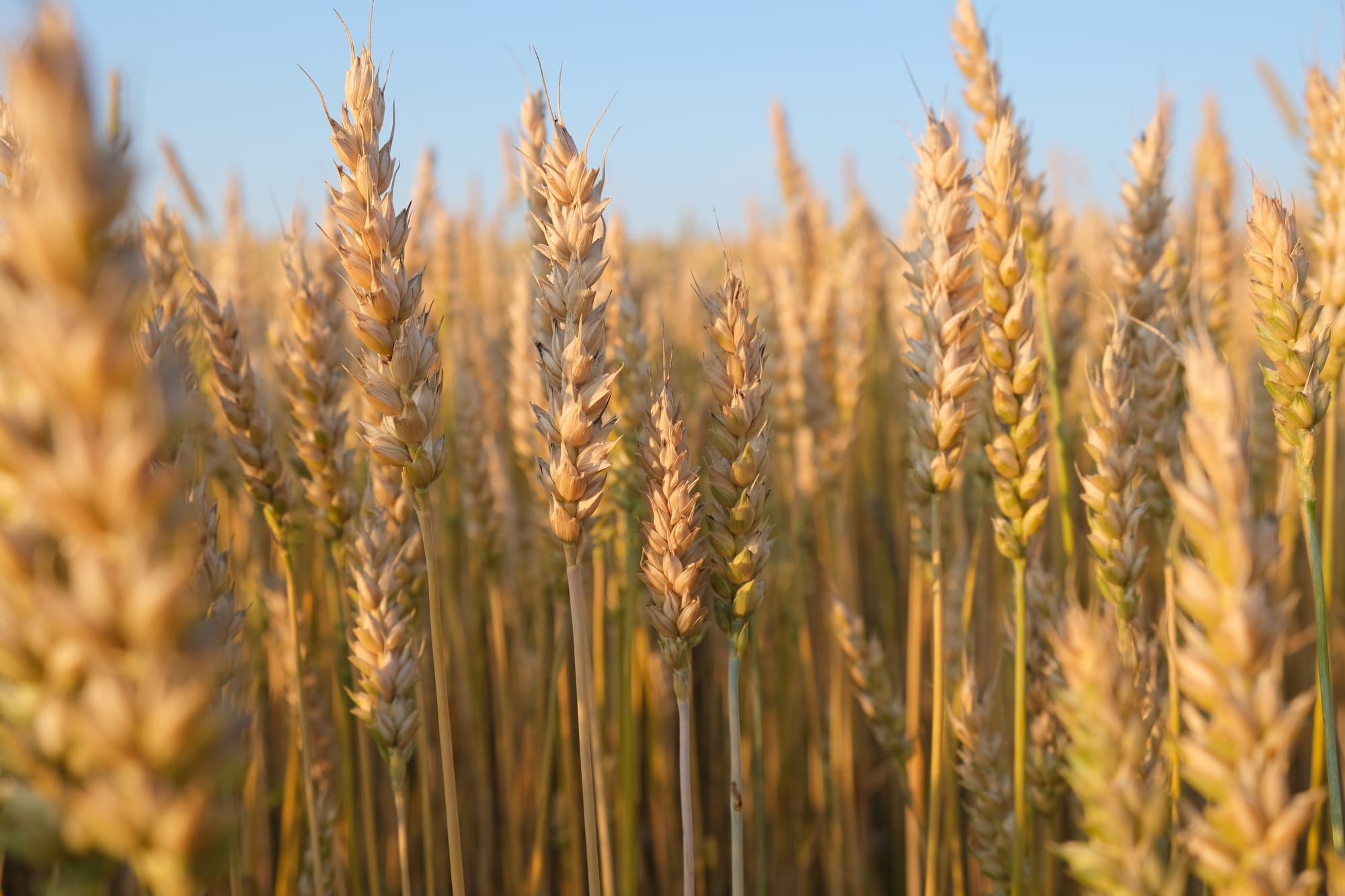 Il commento di metà settimana del 2 Aprile 2026: Grano duro, debutta la nuova griglia CUN, intenzioni di semina USA in calo dell'11%, consegne canadesi in crescita e prezzi fisici italiani in leggero aumento