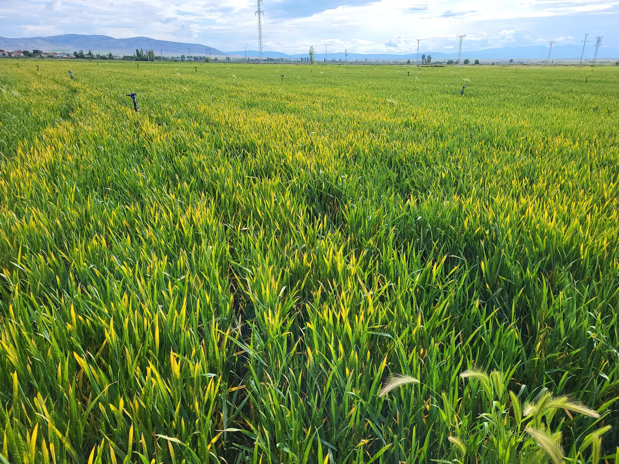 La Turchia non vieterà l'importazione di frumento: smentite le voci circolate sui mercati internazionali. Attenzione alle piogge eccessive che aprono un'incognita qualitativa