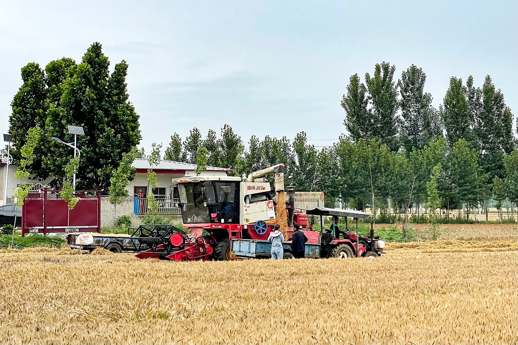 Cina, il raccolto di frumento crescerà nonostante i danni provocati dalle piogge