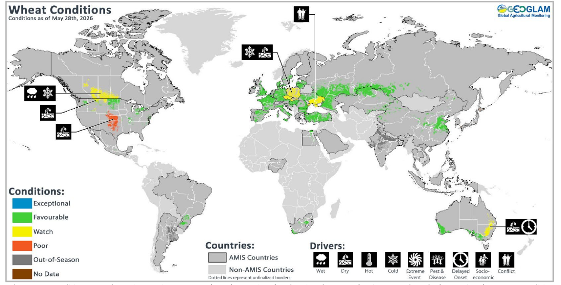 GEOGLAM e MED-AMIN di giugno 2026. Positive le condizioni globali del grano,l'86% del duro mediterraneo in condizioni favorevoli